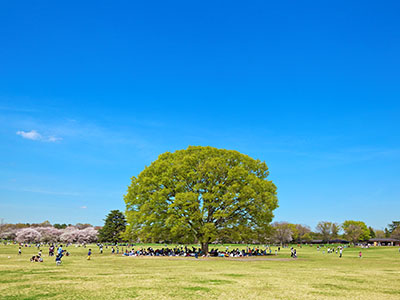 国営昭和記念公園