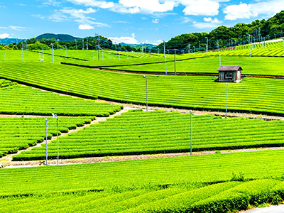 八女中央大茶園