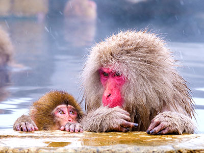 地獄谷野猿公苑