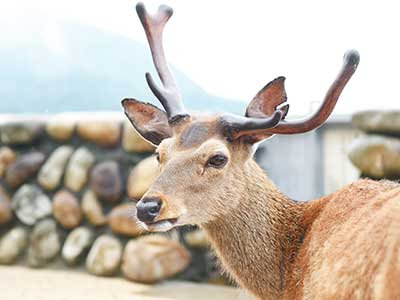 広島県　安芸の宮島