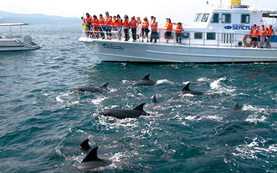 天草イルカウォッチング　松島（前島）港発着イメージ