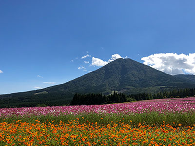 生駒高原のコスモスの写真