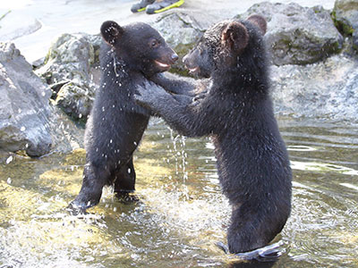 阿蘇カドリー・ドミニオンの熊の写真