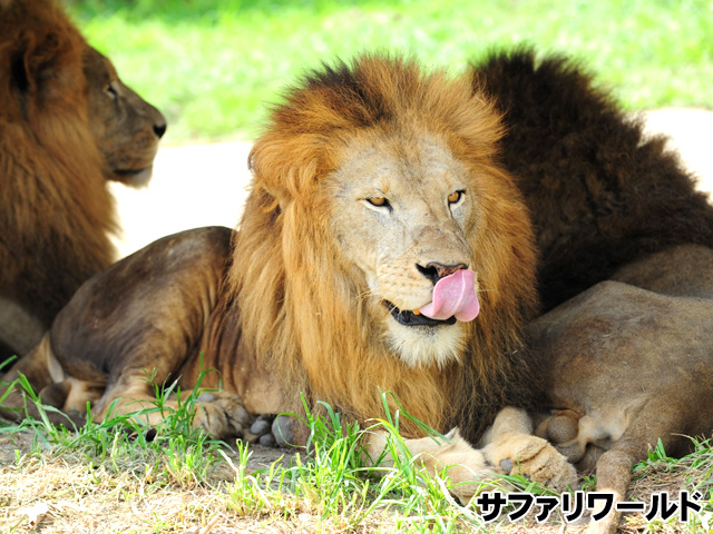 サファリワールド
