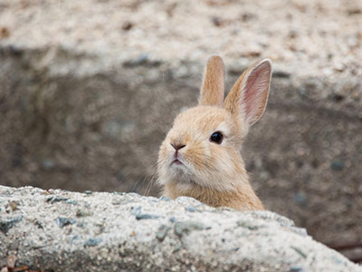 大久野島（下船観光）