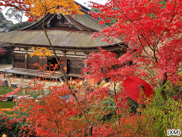 国宝湖南三山紅葉めぐり