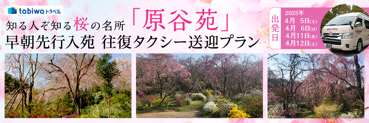 桜の名所「原谷苑」早朝先行入苑 往復タクシー送迎プラン
