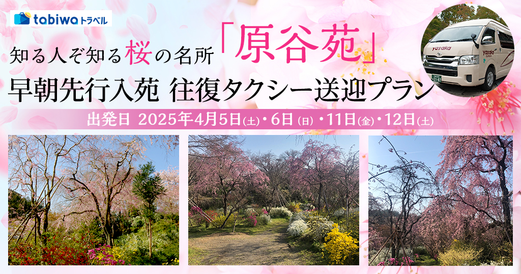 桜の名所「原谷苑」早朝先行入苑 往復タクシー送迎プラン