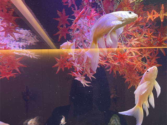 広島もとまち水族館