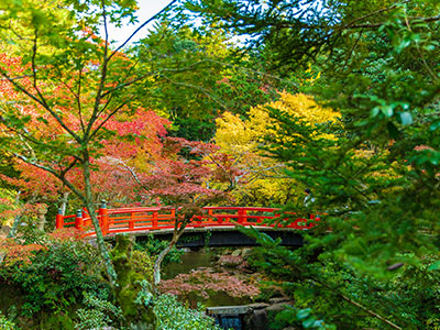 宮島・紅葉谷の紅葉