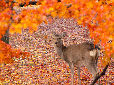 奈良公園の紅葉