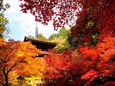 金剛輪寺の紅葉