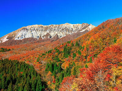 大山の紅葉