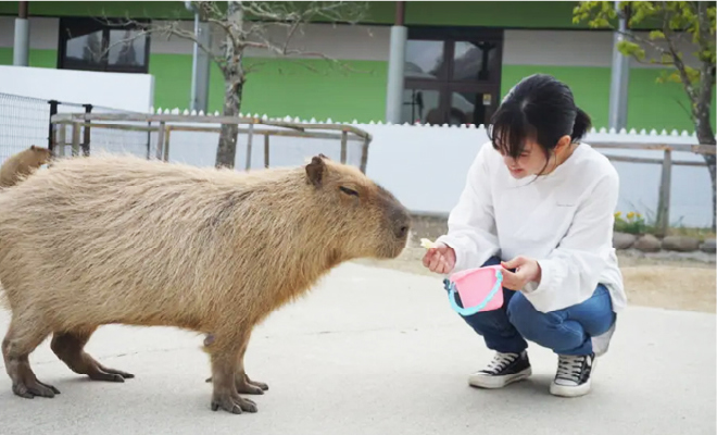 阿蘇ファームランドふれあい動物王国　入園券