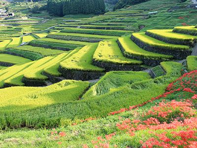 鬼木の棚田の写真