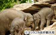 象の孤児園（ピンナワラ）