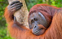 ボルネオ島に生息するオランウータン