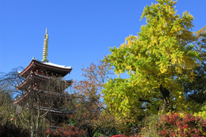 松戸本土寺