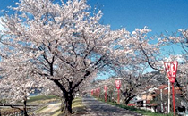 斐伊川堤防の桜並木