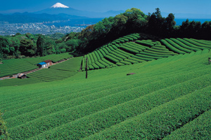 日本平茶畑と富士山