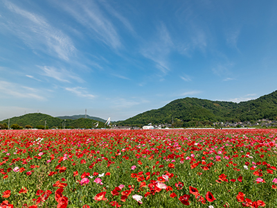 笠岡湾干拓地の花畑（道の駅笠岡ベイファーム）