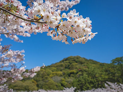 萩城跡指月公園