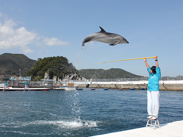 うみたま体験パーク　つくみイルカ島