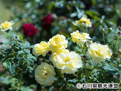 やなぎだ植物公園