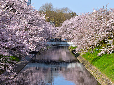 富山市内　桜の名所「松川」