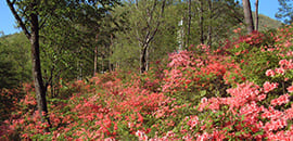 箱の森プレイパーク