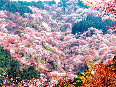 吉野