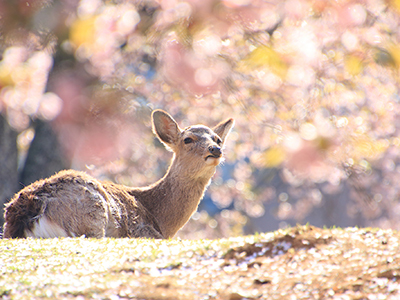 春のおすすめ観光地