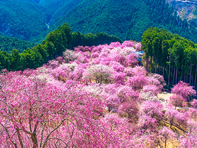 春のおすすめ観光地