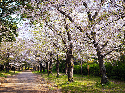 春のおすすめ観光地