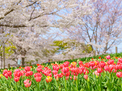 春のおすすめ観光地