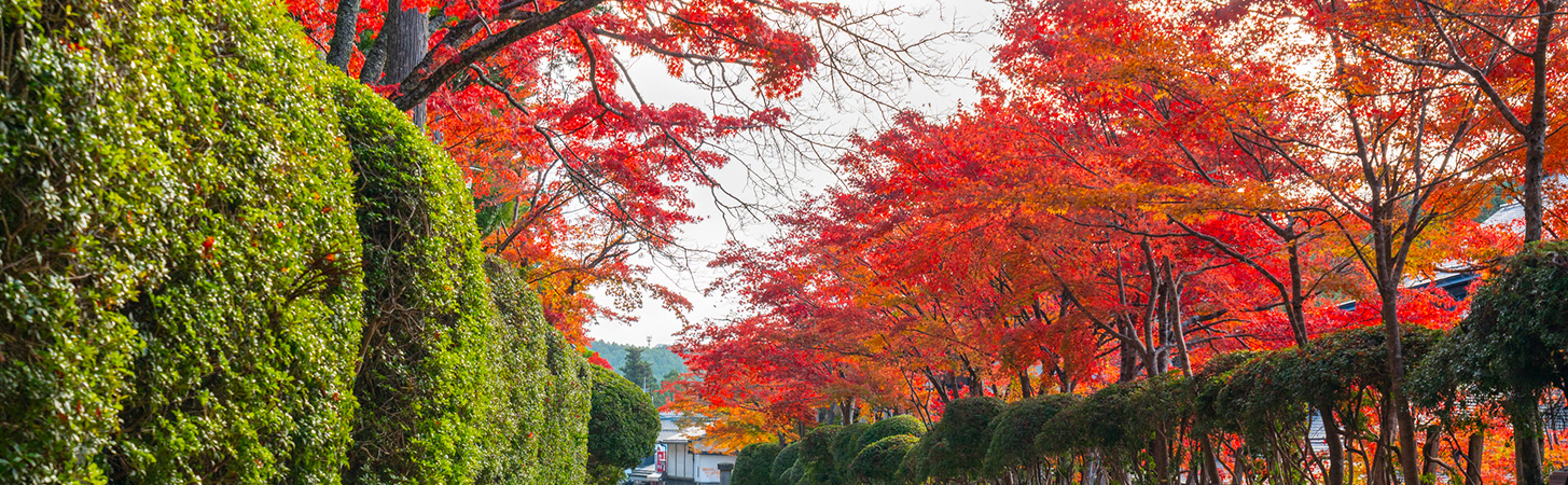 高野山エリア