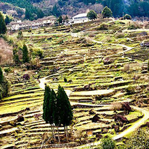 山腹斜面に棚田が拡がっている写真