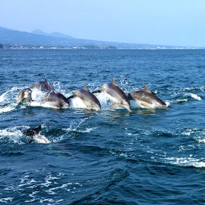 たくさんのイルカが泳いでいる写真