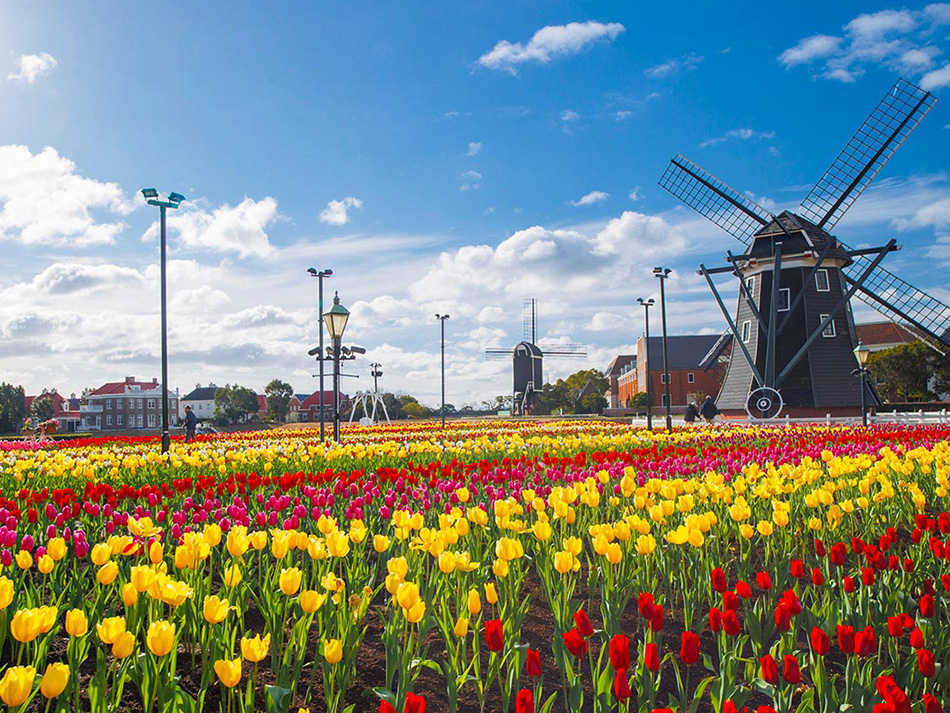 チューリップセレブレーション