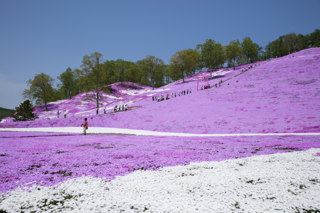「ひがしもこと芝桜まつり」芝桜公園入園券付プラン
