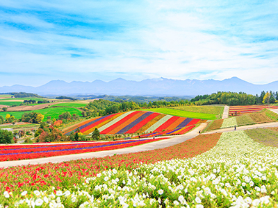 心に響く富良野・美瑛の旅　観光周遊バスで巡る花と丘の絶景コース