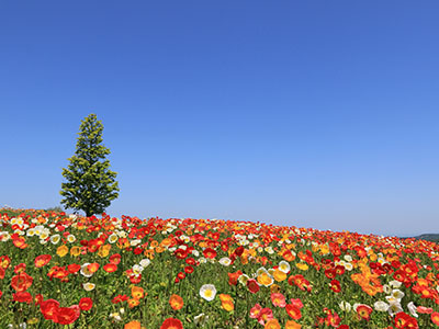 兵庫県　あわじ花さじき