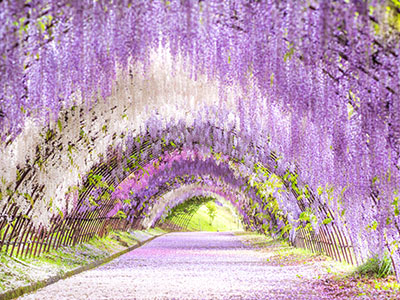 福岡県　河内藤園