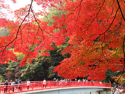 香嵐渓の紅葉