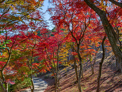 修善寺自然公園の紅葉