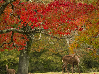 滋賀・奈良の紅葉