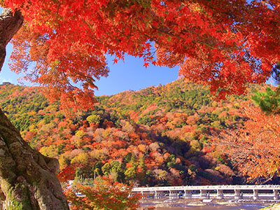 京都の紅葉