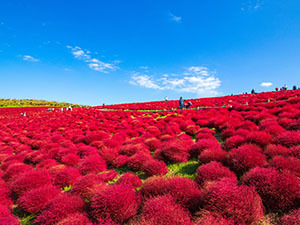 国営ひたち海浜公園