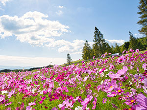 あわじ花さじき