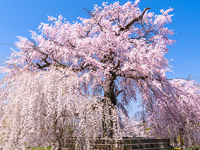 京都の桜01